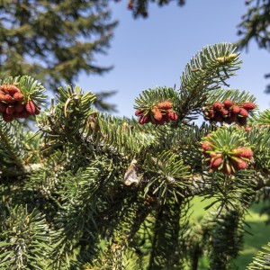 flora