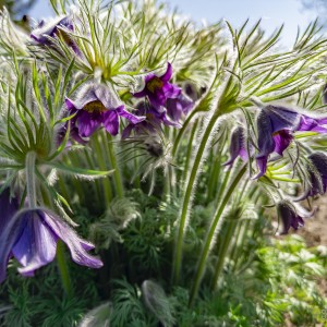 flora