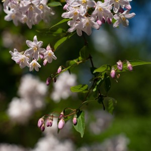 dsc05809