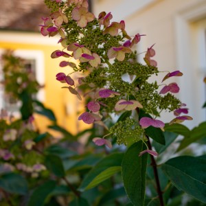dsc00975