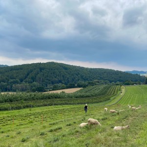 chmelova