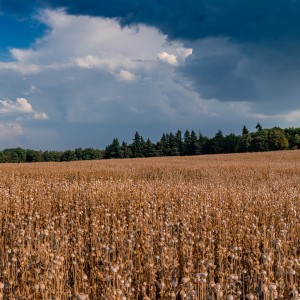 dsc07663 pano