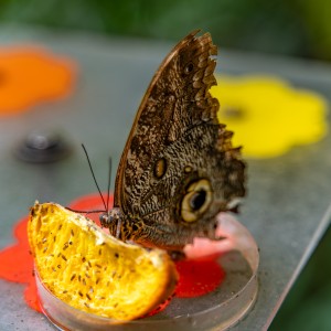dsc07800