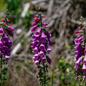 dsc06878