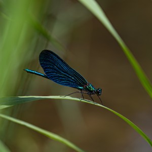 dsc06913