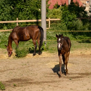 dsc07007